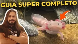 🔴N&Atilde;O TENHA AXOLOTES ANTES DE VER ESSE V&Iacute;DEO. ( GUIA COMPLETO )|Mr. Betta|