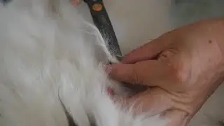 Monthly task for My long-haired cats - shearing hairballs