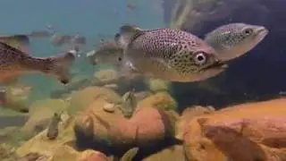 Brett Vercoe chooses AbsoluteNorthCharters to visit Hinchinbrook Island