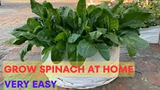 Grow Spinach at Home in Grow Bag। Very Simple and Easy Method