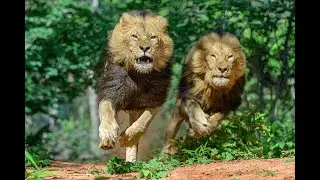 Lion Fight- brothers don't share food!