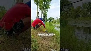 MANCING GAK BOLEH LIBUR