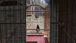 AK Jamparing sedang ngeroll