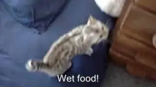 Hungry Bengal Kitten
