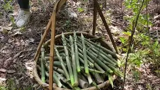 这样&ldquo;拔笋&rdquo;真的太过瘾了，你家乡有这种笋吗？一起来聊聊