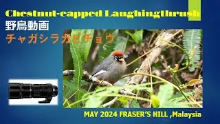 野鳥動画 チャガシラガビチョウ Chestnut-capped Laughingthrush