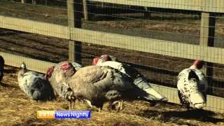 A Visit to an Old-Fashioned Turkey Farm
