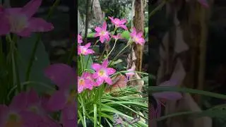 Flowers with rain water             #shorts #flowers #rain