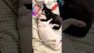 Преданный кот, который остался рядом со своей женой во время родов