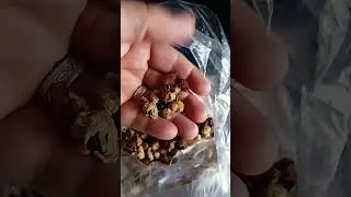 guamuchiles secos