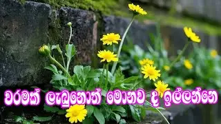 වරමක් ලැබුනොත් මොනව ද ඉල්ලන්නෙ 😊is live