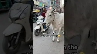Indian Streets Are CRAZY! 💀 #india #delhi #newdelhi