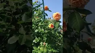 РОЗА CROWN PRINCESS MARGARET