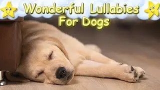 Super Relaxing Sleep Music For Labrador Retriever Puppies ♫ Calm Your Dog