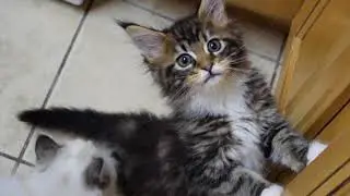 Maine Coon Kitten Molly Meowing