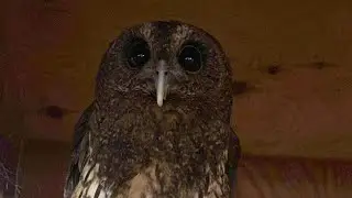 ふくろうママのフクロウライブ