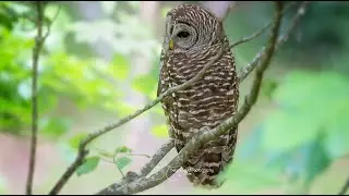 Barred owl calls! Difference between Male & Female!