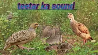 11min teetar awaz ll teetar voice hunding perfect ll grey francolin teetar sound ll female tetar awz