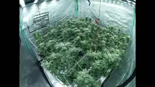 Cannabis Experiment Grow Diary - Koray G80 Grow Light - Real Energy Saving, Lower Power, Higher PPFD