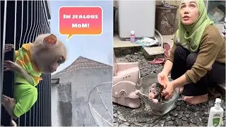 Alpha wanted to jump from a height because jealous of seeing Mom bathing Newborn Baby Monkey Dino