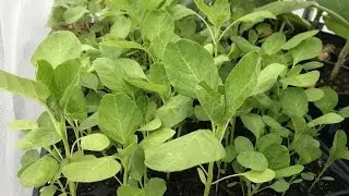 How to start Amaranth seeds