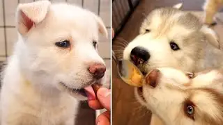 Funniest Huskies!! | Eating Compilation