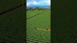 Kebun kopi sistem pagar di brazil