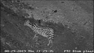 36x Auto Tracking PTZ Night Vision