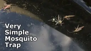 Simple TWO Ingredient Mosquito Trap THAT WORKS!