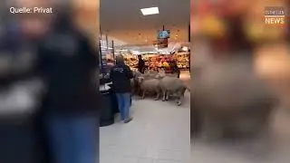 Utter Chaos as 50 Sheep Invade Grocery Store in Germany!
