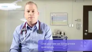 Introducing a New Pet to Your Home When You Already Have Pets | Vet Tutorial