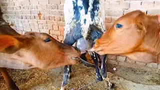 Two calves drink goat milk latest video 😋