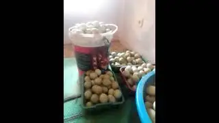 MASIH NOMOK 6 HARI SEHARI DEDEK 55 kg BLM DLL