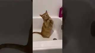 Hilarious Cat Asks For Water From Bathtub! #Cats #Shorts