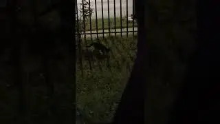 a kitten frolics