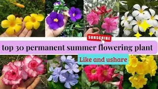Top 30 Summer Flowering Permanent Plants | Beautiful Perennial Plants for Your Garden