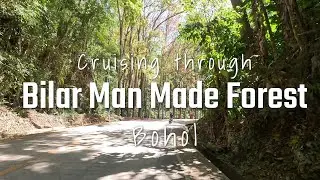 RooWanders | Bilar Man Made Forest | Bohol
