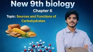Sources and Functions of Carbohydrates | Easy Explained 