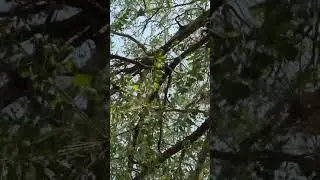 Sunlight on the tree #music #summer #iphone #guitar