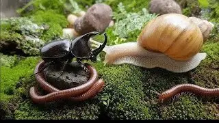 3 Worlds Collide : Rare Encounter of Millipede, Rhino Beetle and Snail #insectEncounter #RareNature
