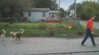 Gateway Pet Guardians - Feeding and Rescuing Stray Animals in St. Louis