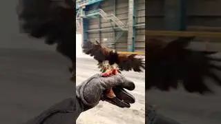 Harris hawk epic fight