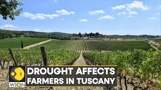 Farmers battle to save this year's crop | Italy faces climate change | Latest World News | WION