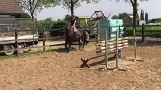 11 yo mare by Riccione x Balzflug x Romeo