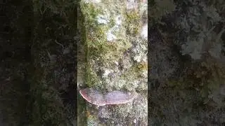 Ganoderma Lucidum. 1800mts