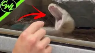 Feeding The World's MOST Venomous SNAKES!