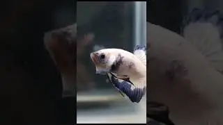 Blue Rim Betta Breeding Pair For Sale || Fighter Fish || #fish #aquariumfish
