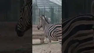 Zebra Sound | Zebra Voice & Noise 🦓 | #shorts #animalsounds #wildlife #zebra #clevercubsclassroom