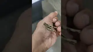 Gray bird grasshopper