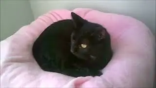 Ivy Blossom, Professional Snuggle Muffin!